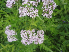 Valeriana alternifolia