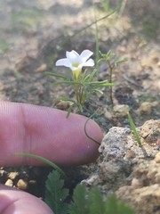 Oxalis pusilla