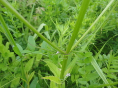 Valeriana alternifolia