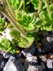 Veronica hookeriana