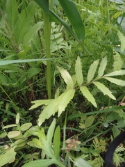 Valeriana alternifolia