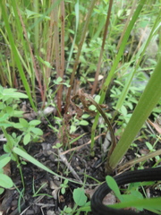 Valeriana alternifolia