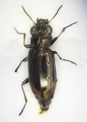 Notiophilus quadripunctatus