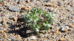 Stylocline gnaphaloides