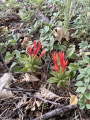 Monardella macrantha hallii