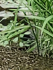 Motacilla cinerea