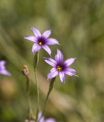 Sisyrinchium platense