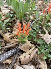 Monardella macrantha hallii