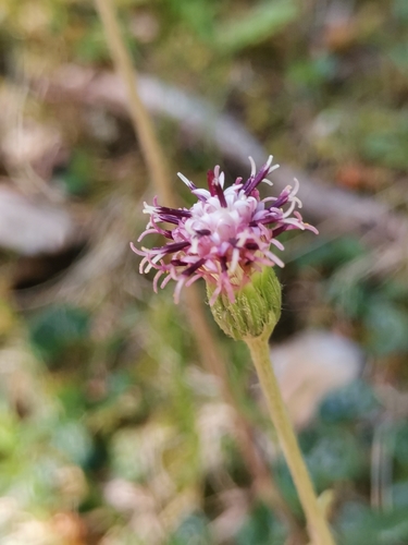 Image of Homogyne discolor by (c) Ljaž, some rights reserved (CC BY)