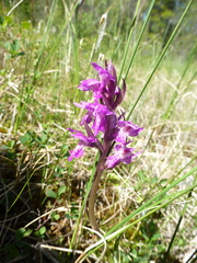 Dactylorhiza traunsteineri