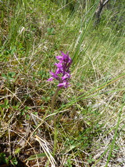 Dactylorhiza traunsteineri