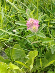 Trifolium medium