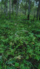 Calamagrostis purpurea