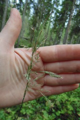 Calamagrostis purpurea