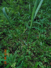 Calamagrostis purpurea