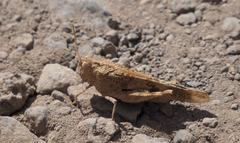 Oedipoda canariensis