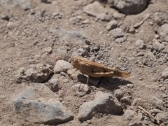 Oedipoda canariensis
