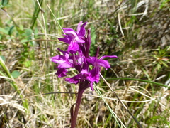 Dactylorhiza traunsteineri