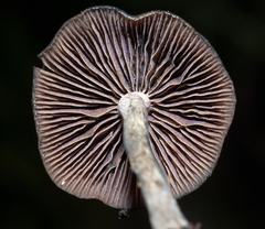 Psilocybe baeocystis