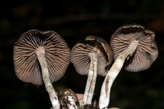 Psilocybe baeocystis
