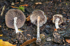 Psilocybe baeocystis