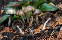 Psilocybe baeocystis
