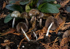 Psilocybe baeocystis