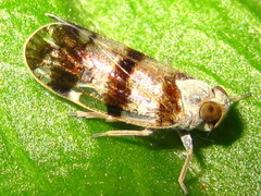 Reptalus quadricinctus