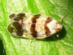 Reptalus quadricinctus