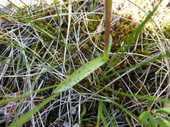 Dactylorhiza traunsteineri