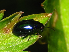 Hemipyxis plagioderoides