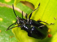 Lema concinnipennis