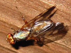 Euphranta nigrescens