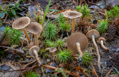 Inocybe leptophylla