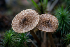 Inocybe leptophylla