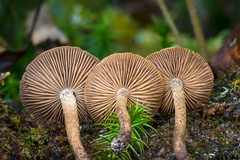 Inocybe leptophylla