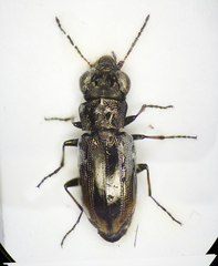 Notiophilus quadripunctatus