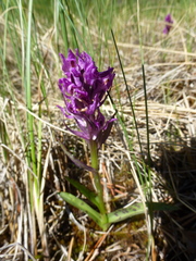 Dactylorhiza traunsteineri