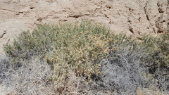 Atriplex canescens laciniata