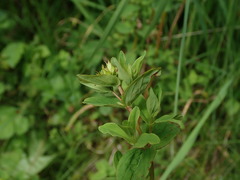 Hypericum tetrapterum