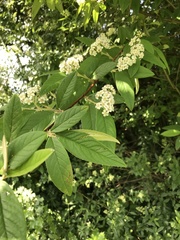 Cotoneaster × watereri