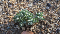 Stylocline gnaphaloides