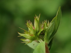 Hypericum tetrapterum