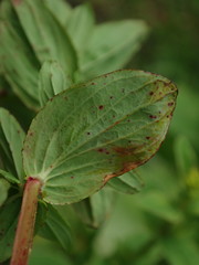 Hypericum tetrapterum