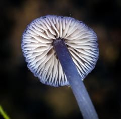 Entoloma largentii
