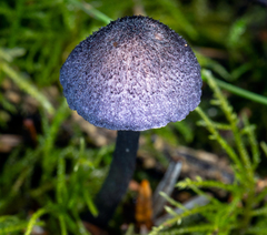 Entoloma largentii