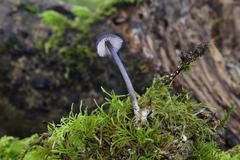 Entoloma largentii