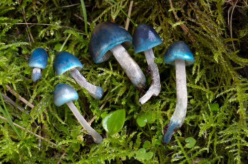 Bluefoot Bonnet (Mycena amicta)