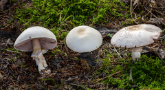 Agaricus smithianus
