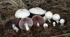 Agaricus smithianus